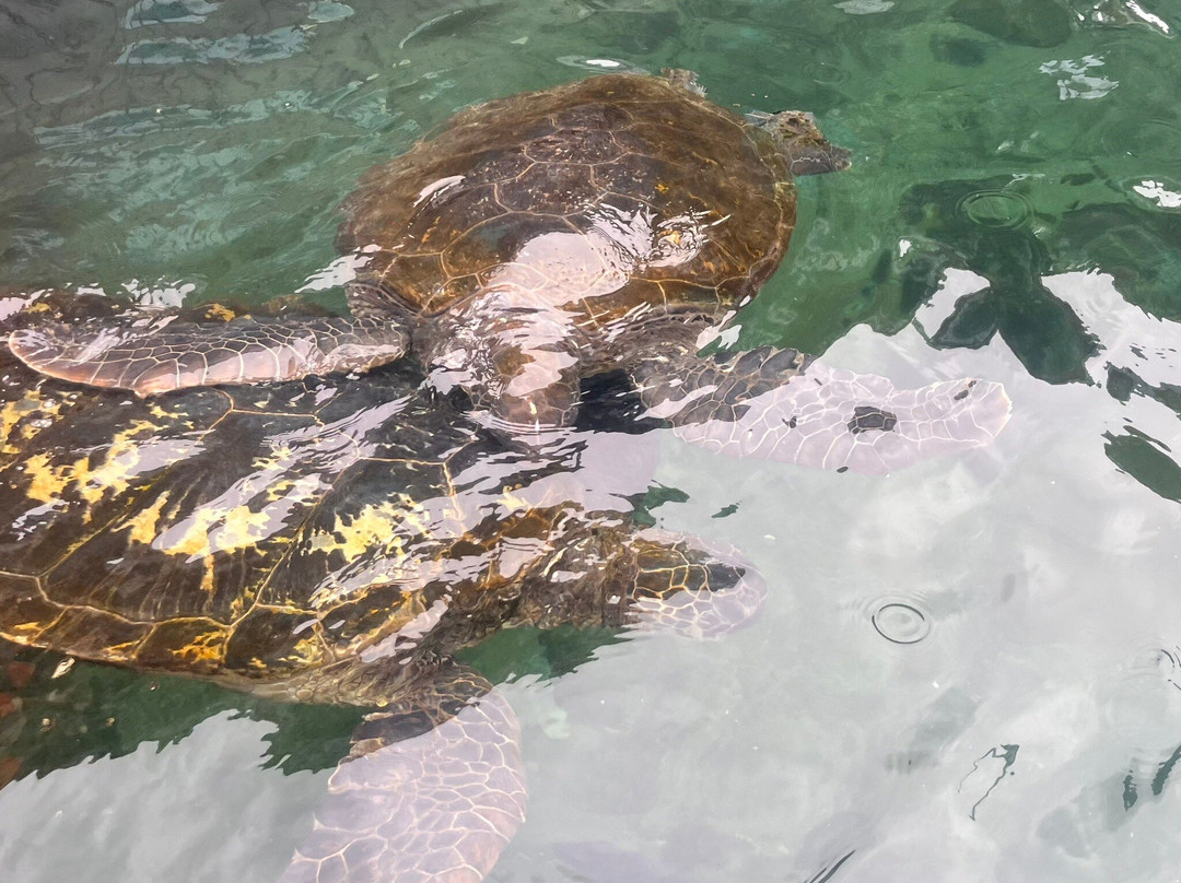 Reefworld Aquarium-尤兰根必去景点