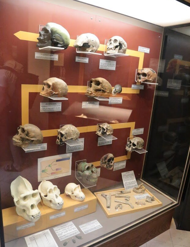 National Museum of Natural History-姆迪纳必去景点
