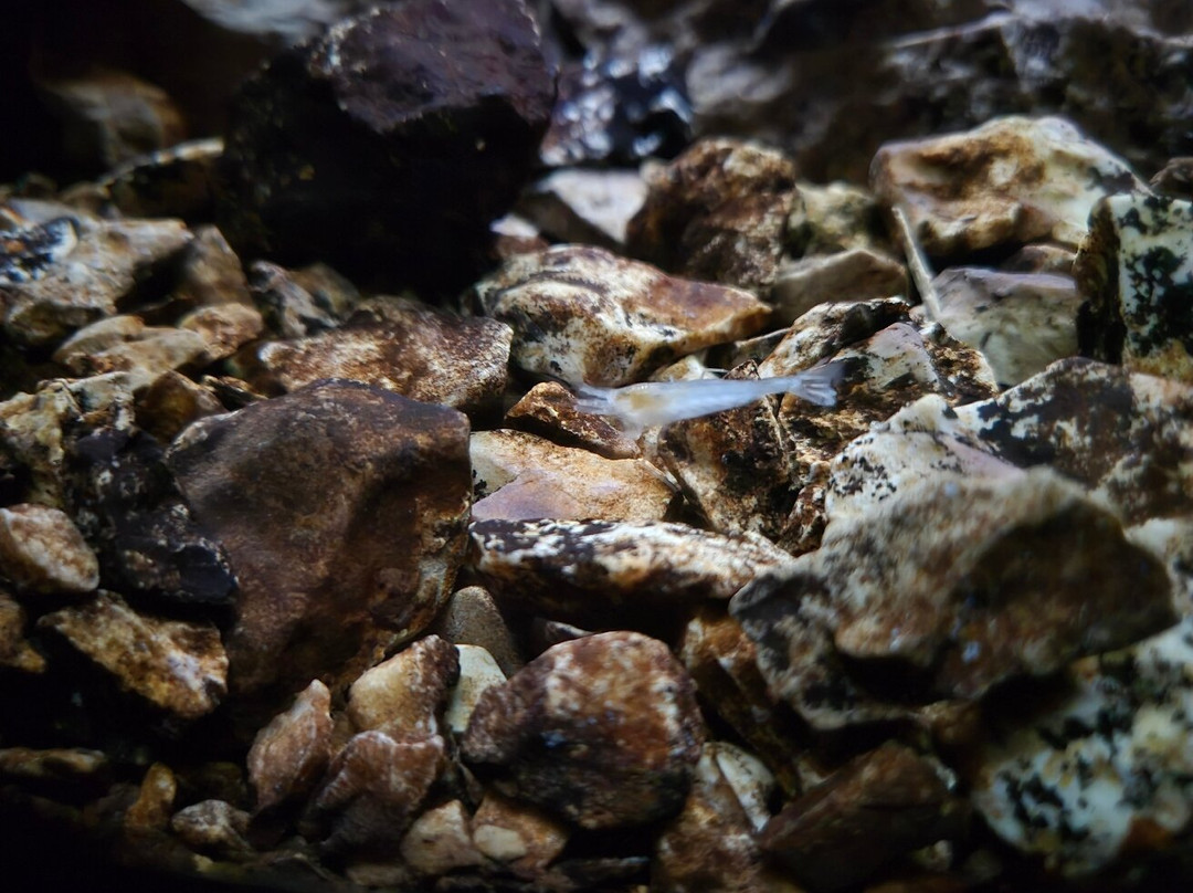 Vivarium