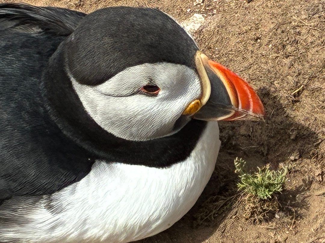 Pembrokeshire Islands Boat Trips-Marloes必去景点