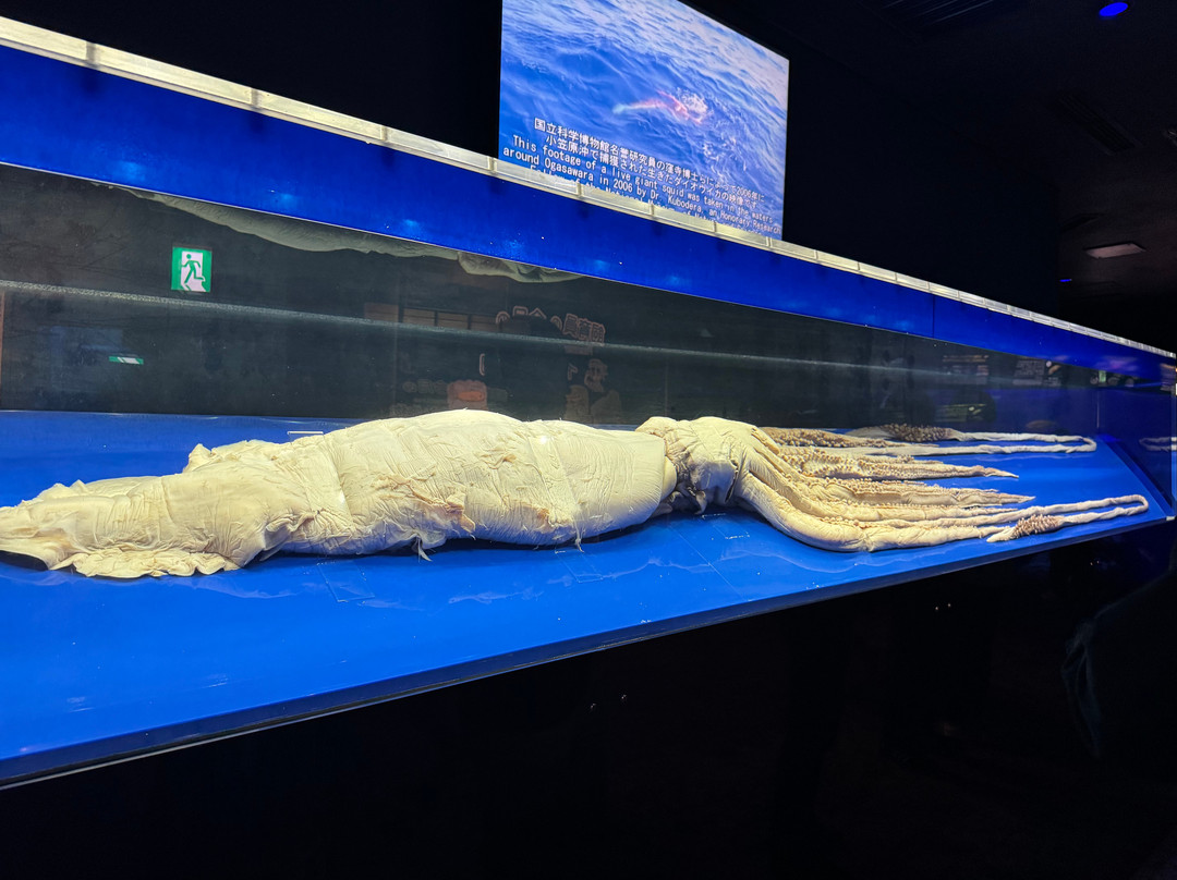 冲绳美之海水族馆-本部町必去景点