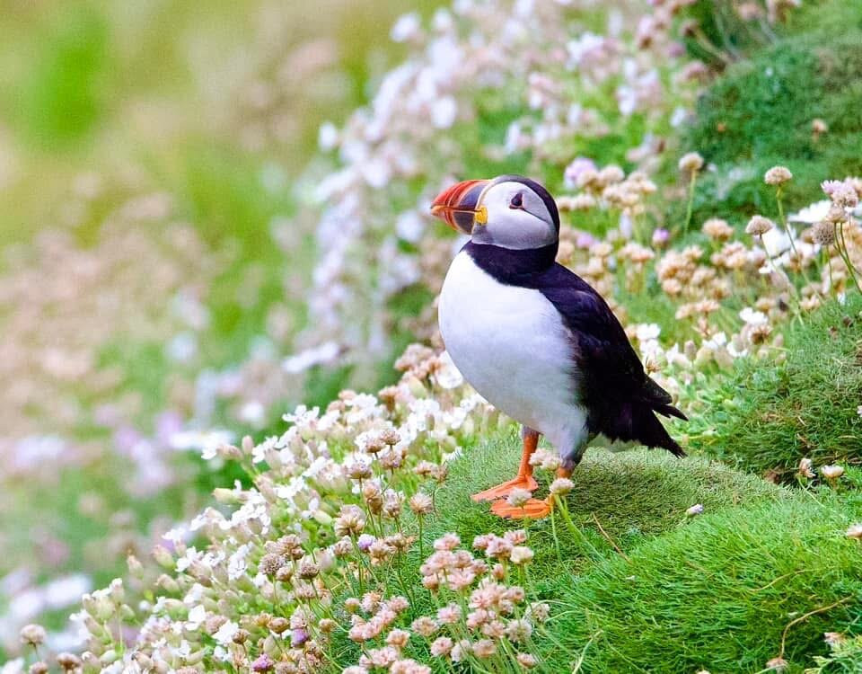 Shetland Explorer Tours-Lerwick必去景点