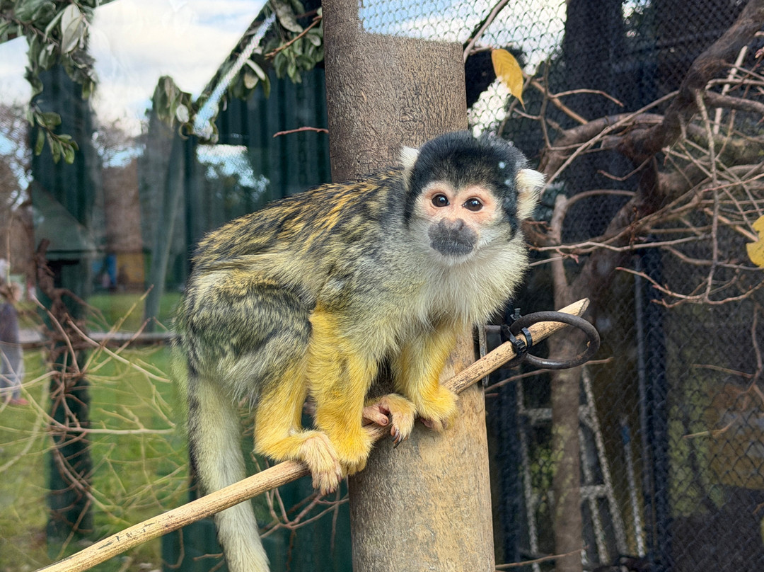 Brooklands Zoo-新普利默斯必去景点