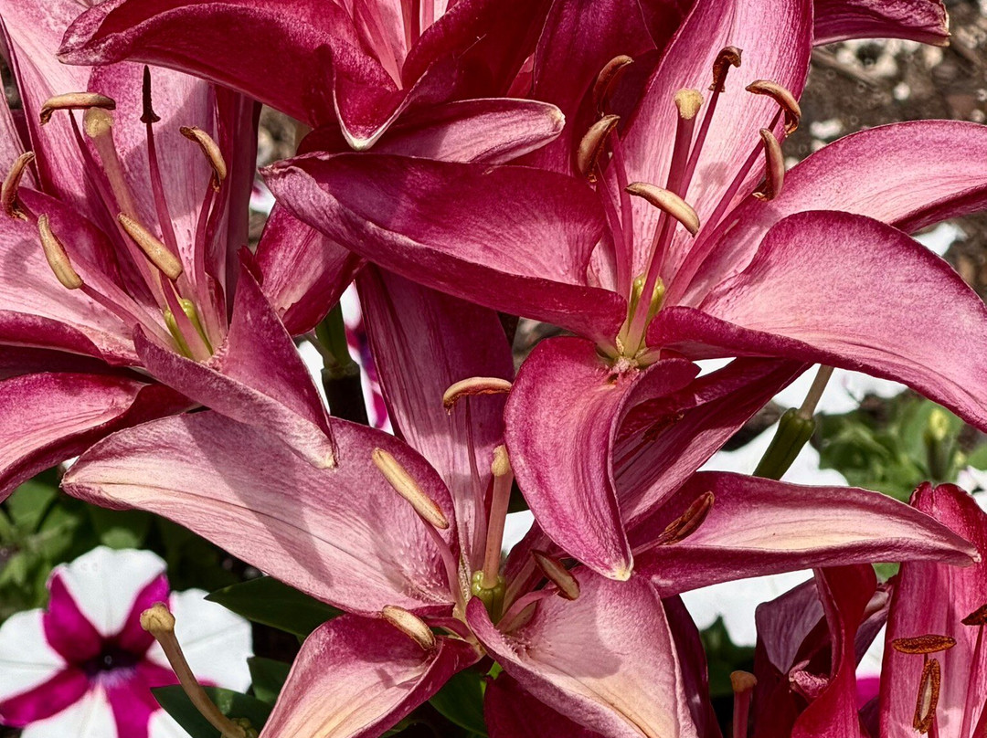 Coastal Maine Botanical Gardens-Boothbay必去景点