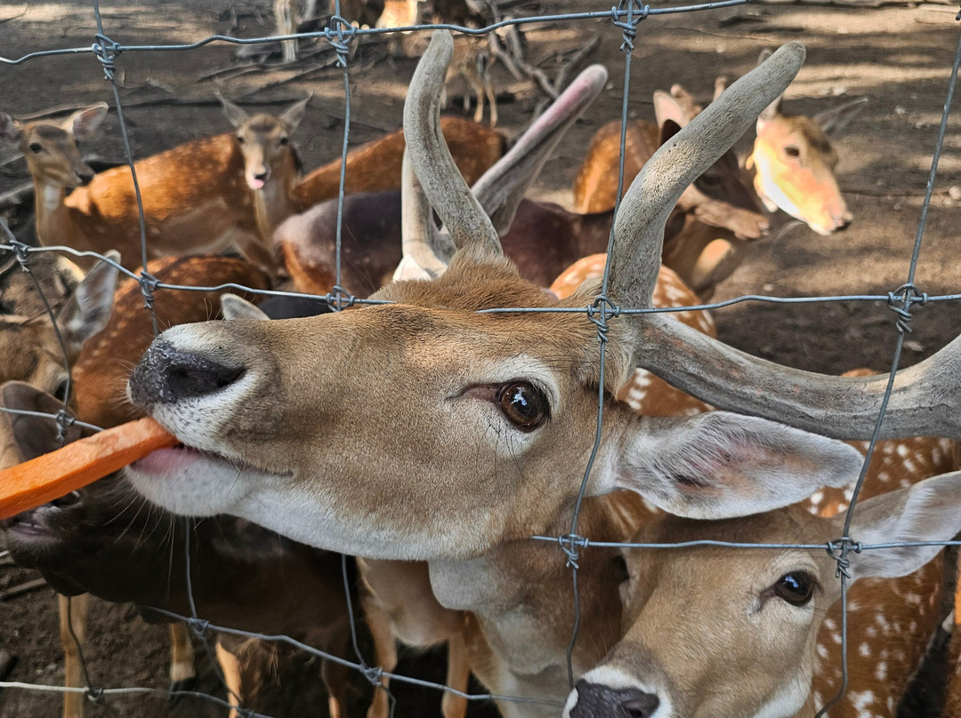 Indian Creek Zoo-Lambertville必去景点