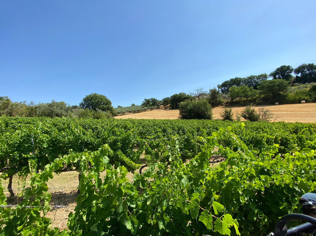 Azienda Agraria Brunozzi-Montefalco必去景点