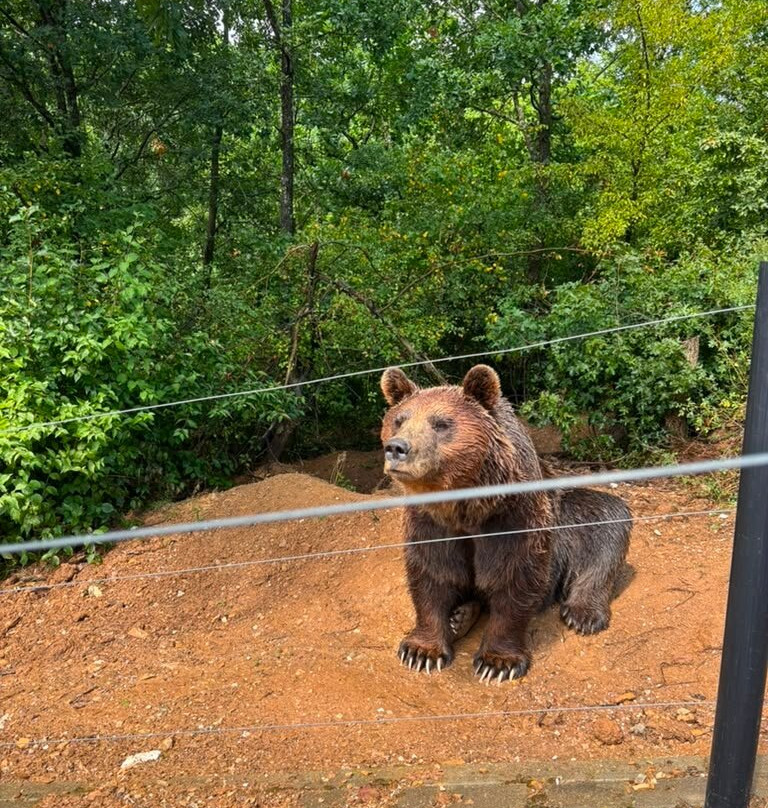 BEAR SANCTUARY Prishtina-普里什蒂纳必去景点