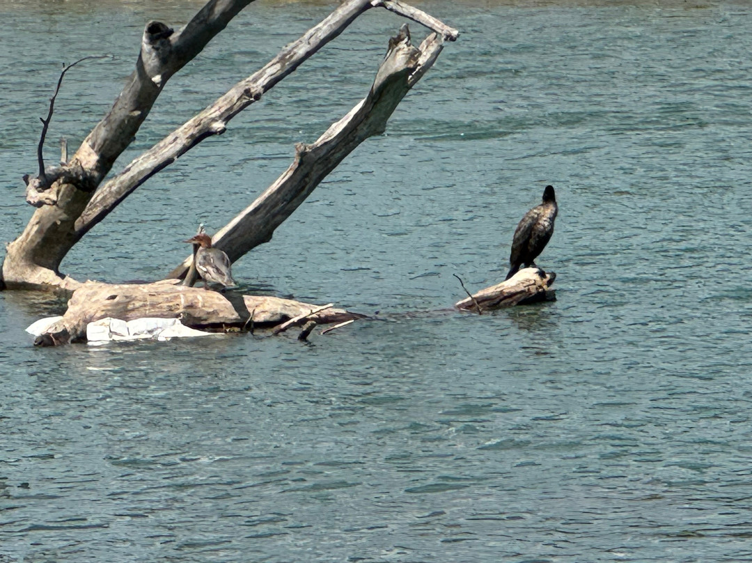 Inglewood Bird Sanctuary and Nature Centre-卡尔加里必去景点