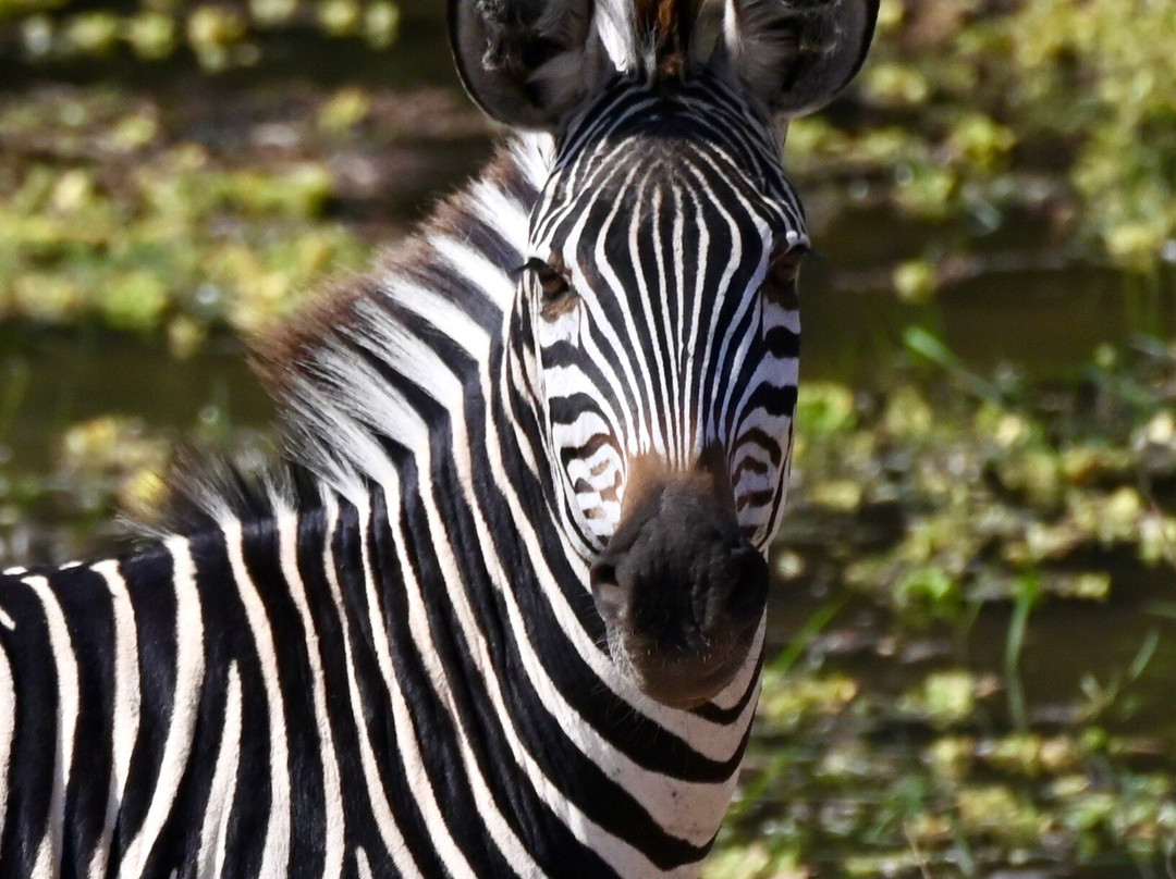 Msandile River Lodge主图