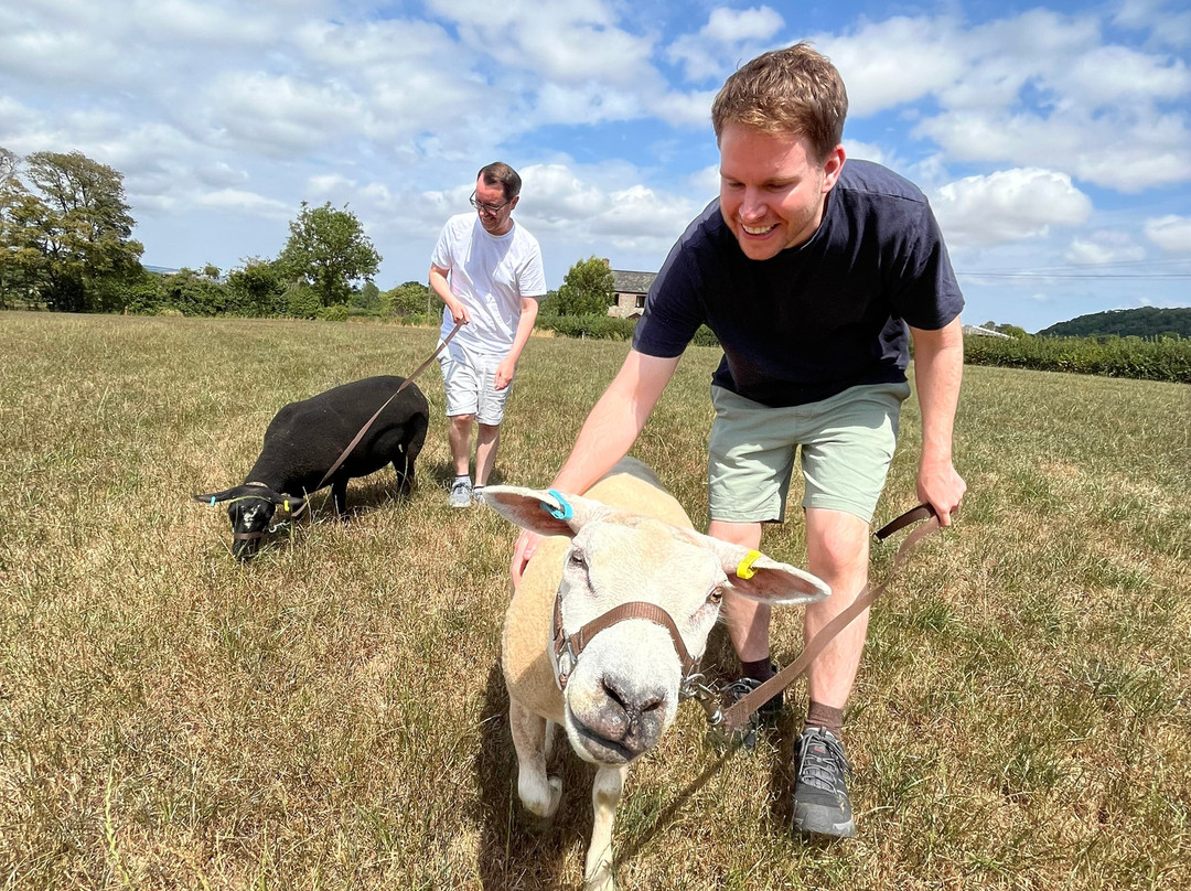 Somerset Sheep Trekking-Pitminster必去景点