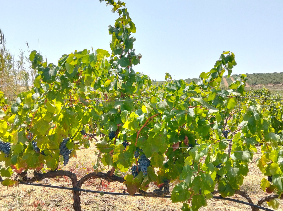 Sancha Pérez Bodega Almazara-Conil de la Frontera必去景点