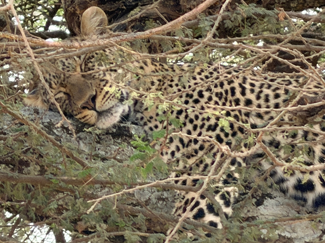 Taswira Africa Safaris-阿鲁沙必去景点