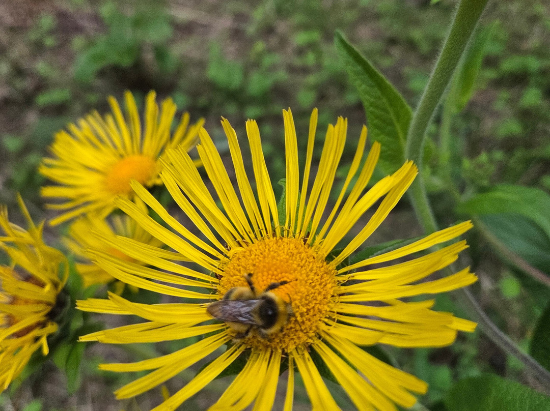Bláthanna Fiáine Wildflower Walks-Inishmann必去景点