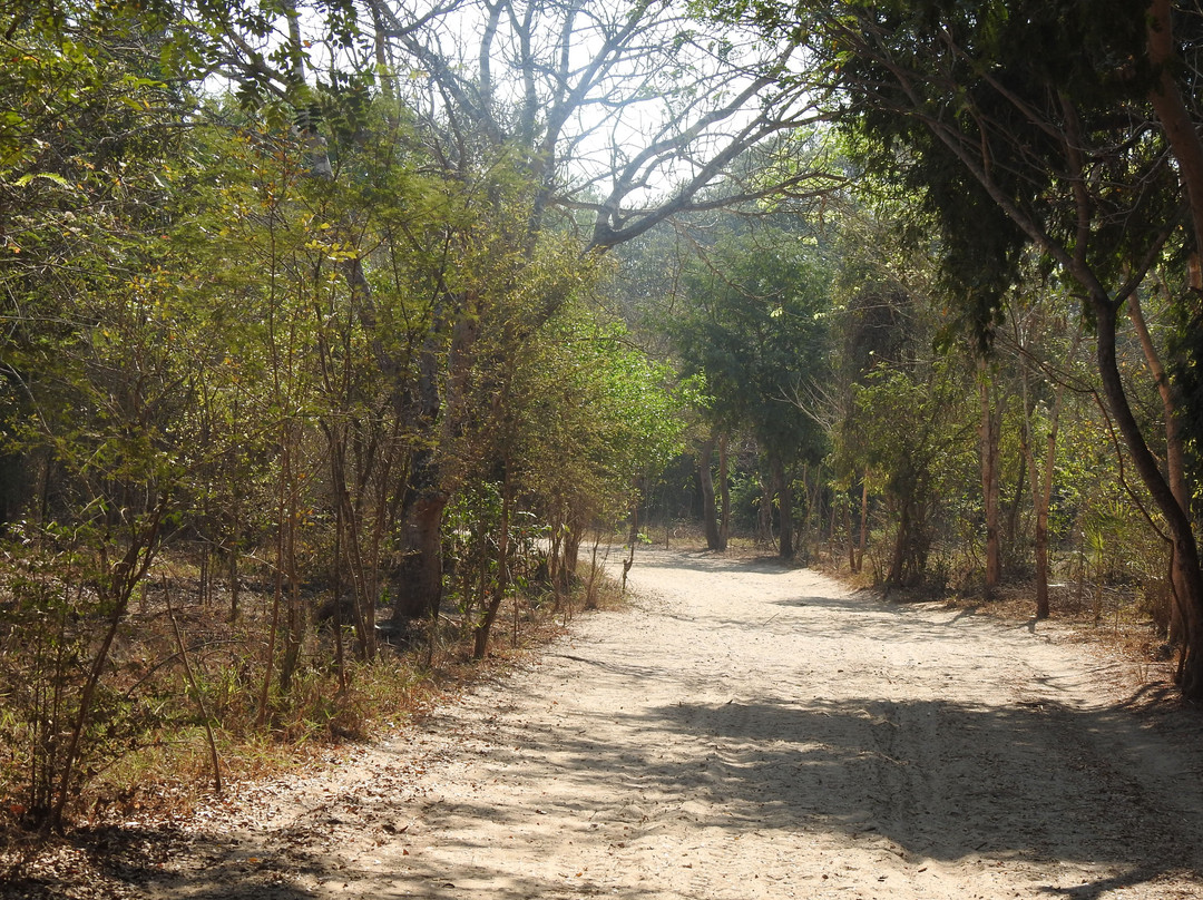 Zazamalala Wildlife Centre-Morondava必去景点