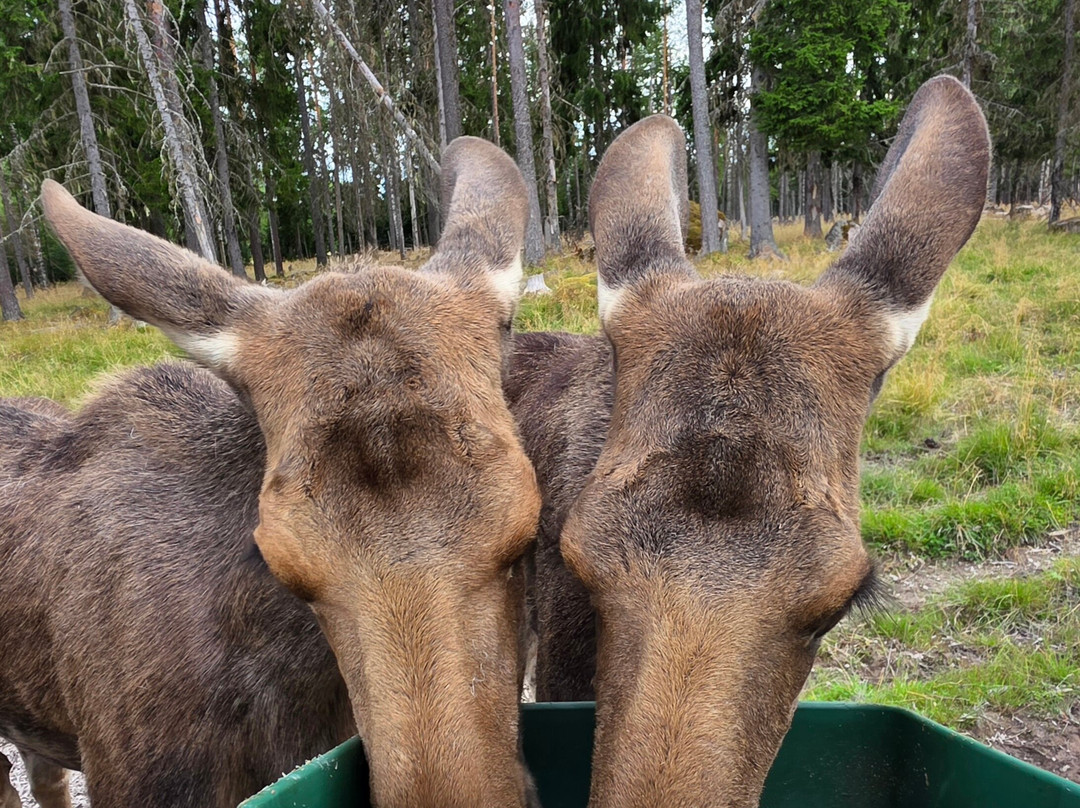 Varmlands Moose Park-Eksharad必去景点