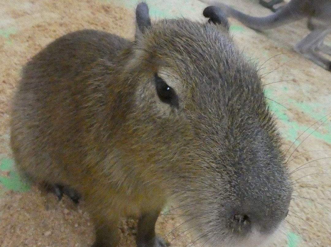 Debbie Dolittle's Indoor Petting Zoo-塔科马必去景点