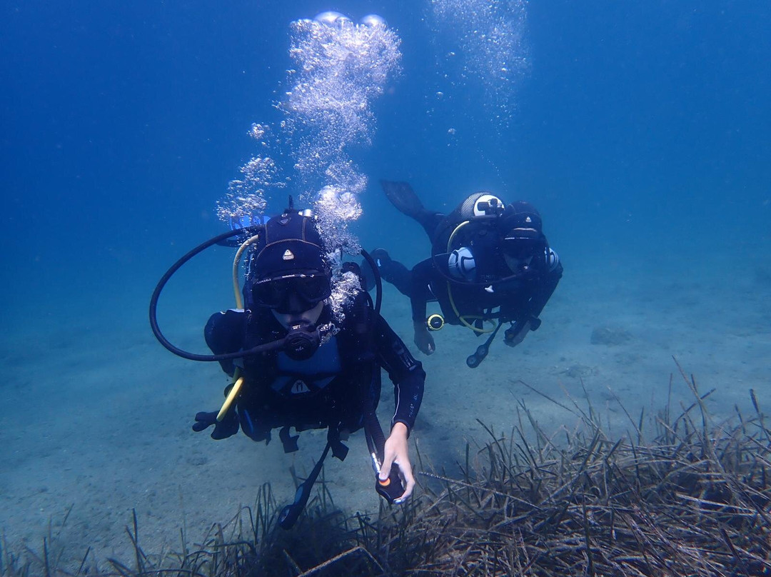 Gorgona Divers