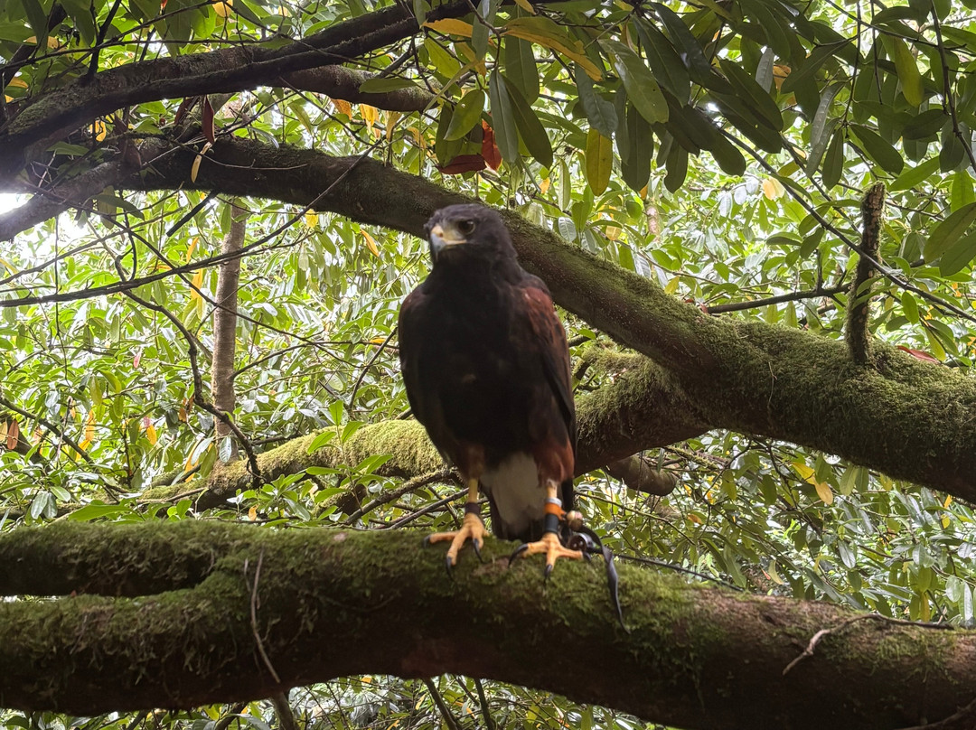 Ireland's School of Falconry-康镇必去景点