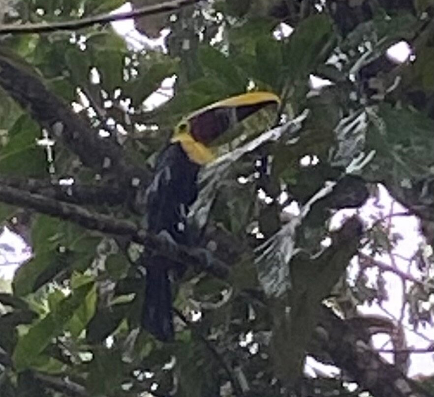 Conchal Adventures Costa Rica-孔查沙滩必去景点