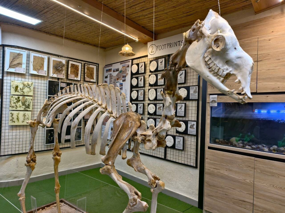 Petra Biodiversity Museum And Natural Heritage Exhibition