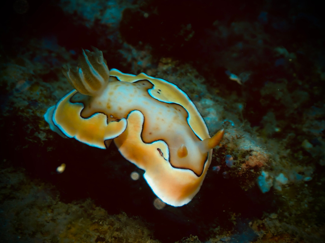 Tioman Dive Centre-德克必去景点