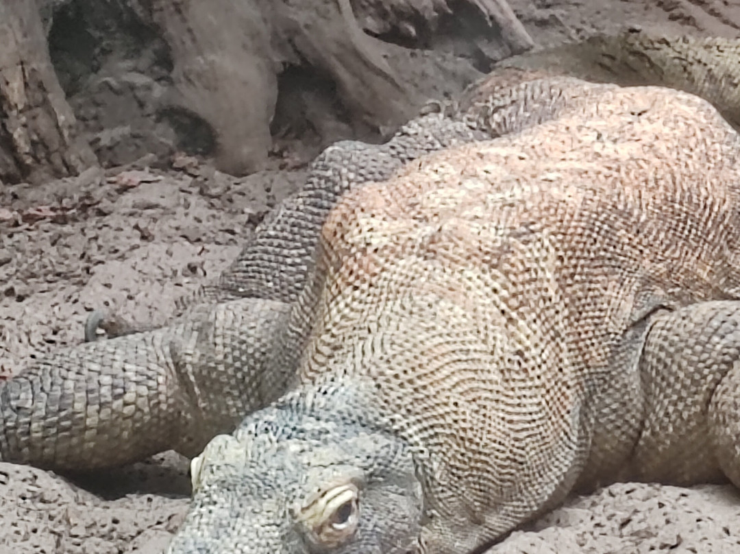 ZooParc de Beauval-圣艾尼昂必去景点