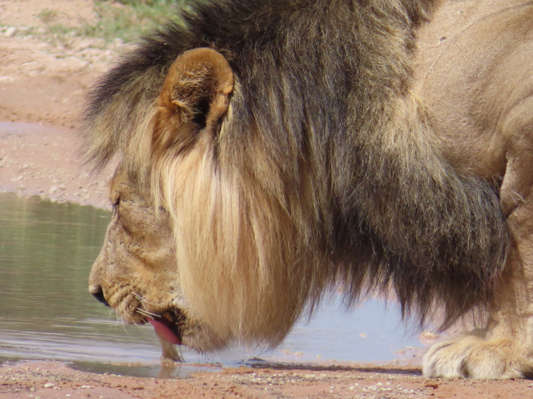 Kalahari Safaris - Desert Explorers-阿平顿必去景点