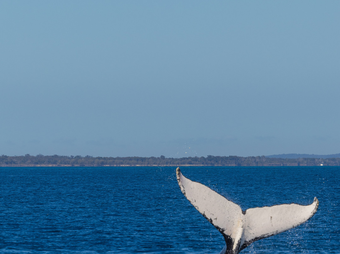 Hervey Bay Whale Watch-尤兰根必去景点