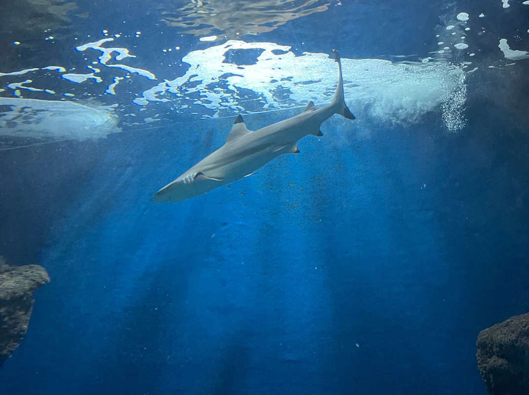 Lanzarote Aquarium-科斯塔特吉塞必去景点