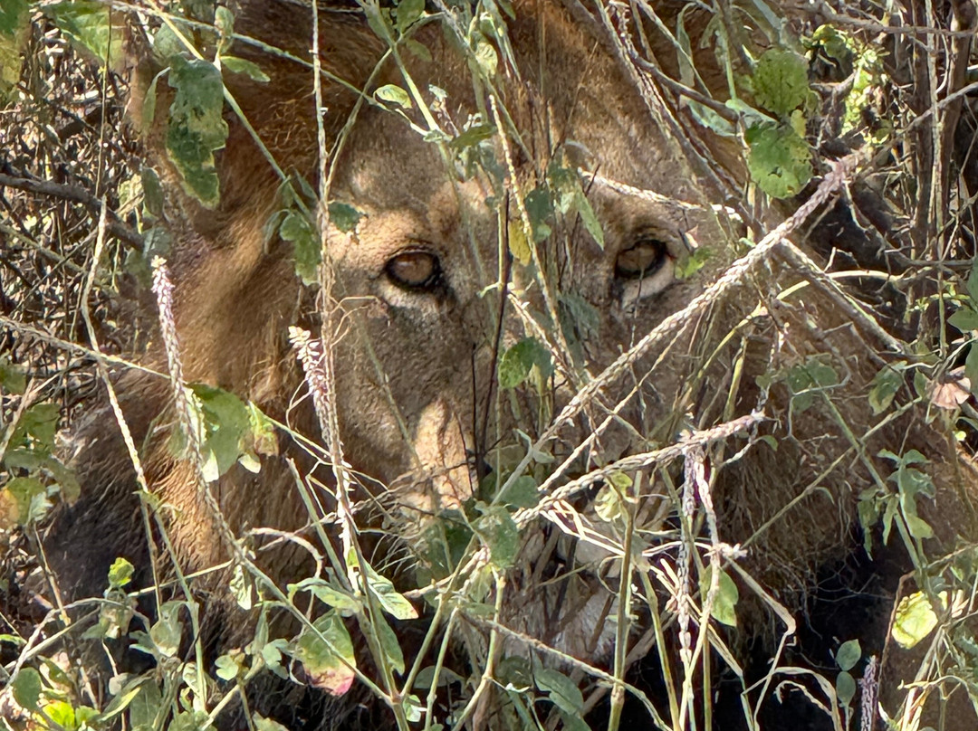 East Africa Adventure Tours and Safaris-马赛马拉国家野生动物保护区必去景点