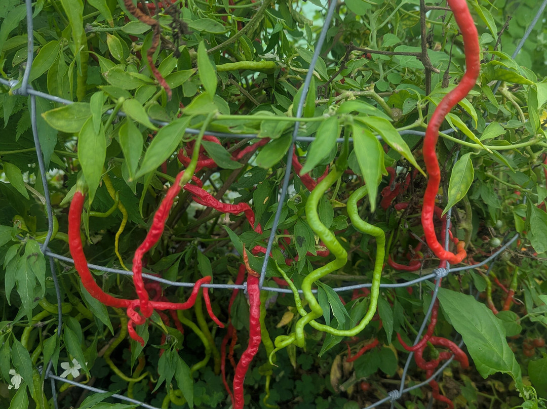 South Devon Chilli Farm-Loddiswell必去景点