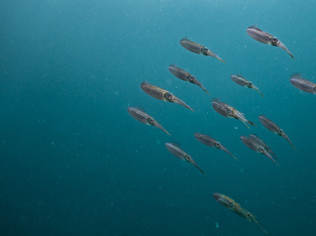 Bocas Dive Center-博卡斯镇必去景点