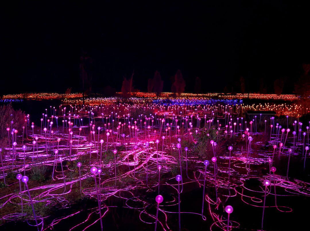 Field of Light-乌鲁鲁-卡塔丘塔国家公园必去景点