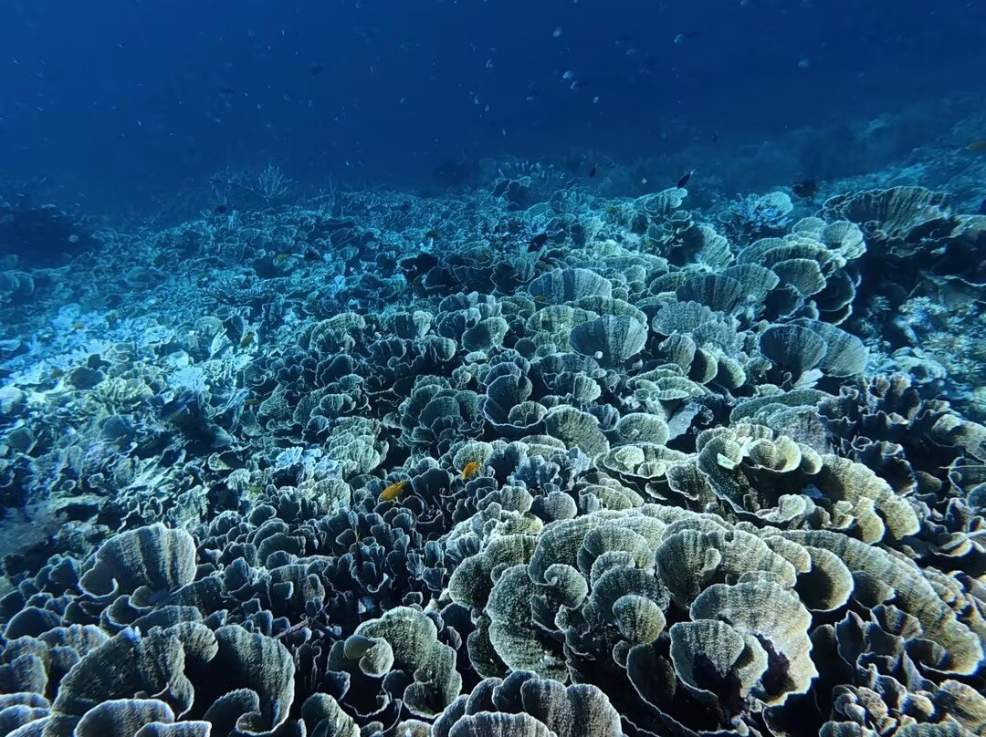 Soul Scuba Divers-Kri Island必去景点