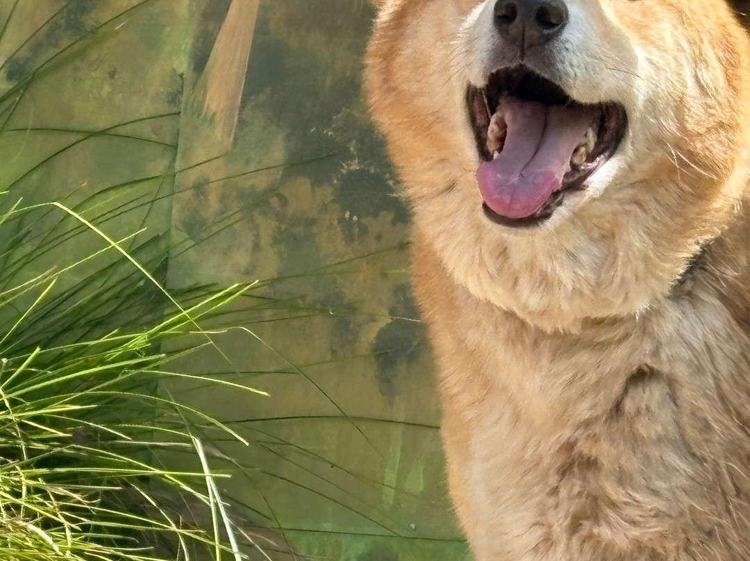 Jirrahlinga Dingo Conservation & Wildlife Education Centre-Chewton必去景点