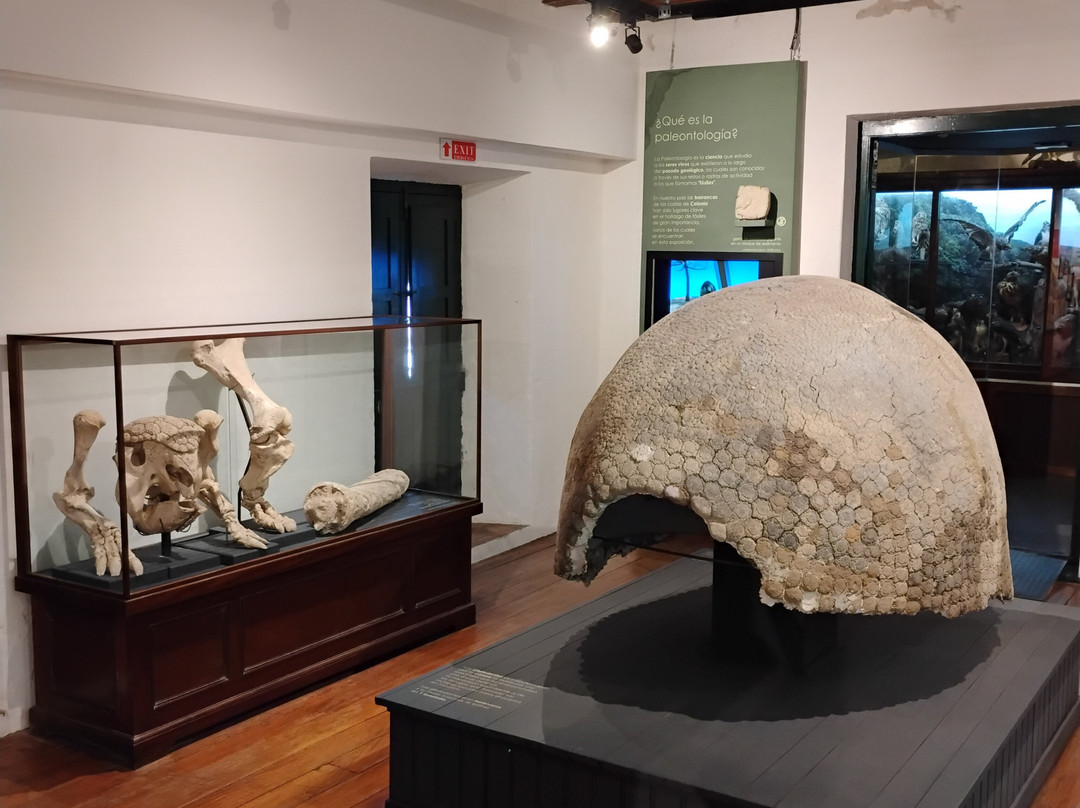 Museo Paleontologico-科洛尼亚·德尔萨克拉门托城必去景点
