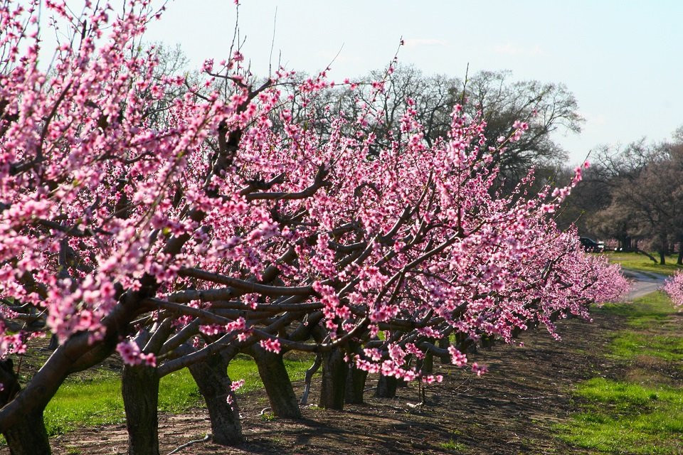 Cooper Farms Country Store景点图片