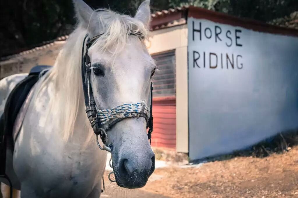 Horse riding in Corfu景点图片
