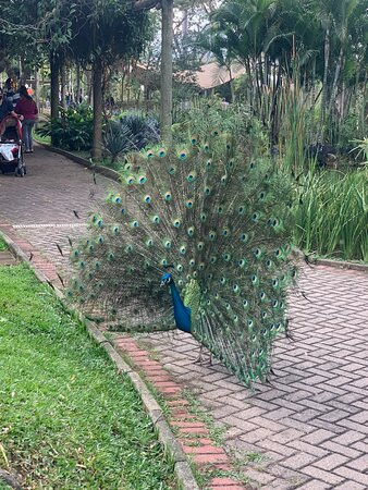 Parque Municipal Fabio da Silva Prado景点图片