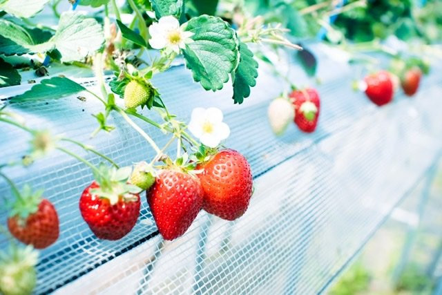Iwamura Strawberry Farm景点图片