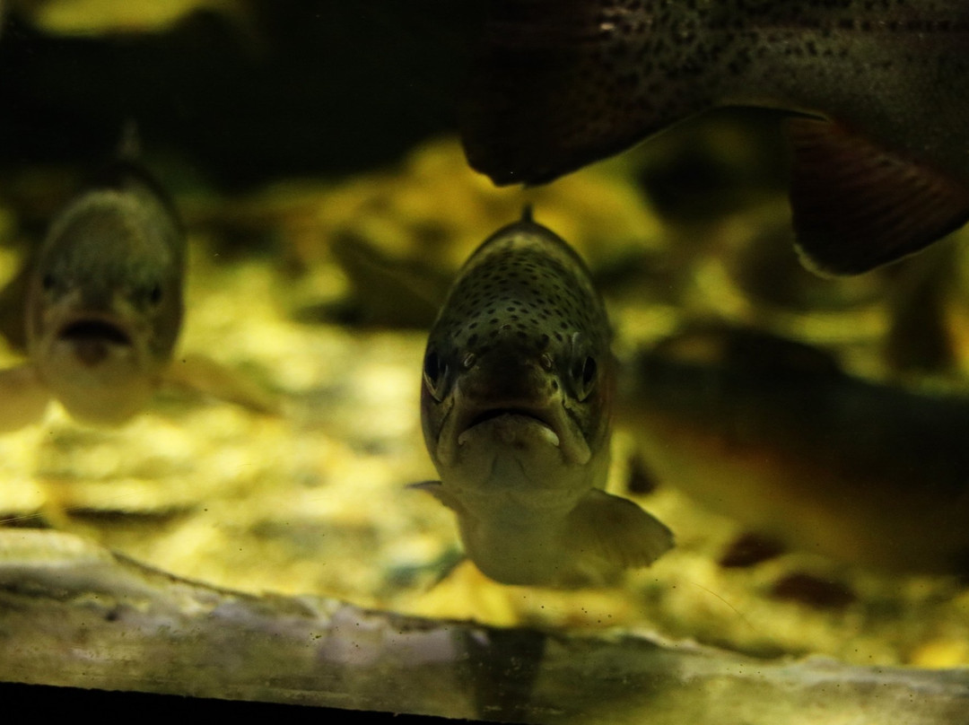 丹阳郡旅游景点-Danuri Aquarium