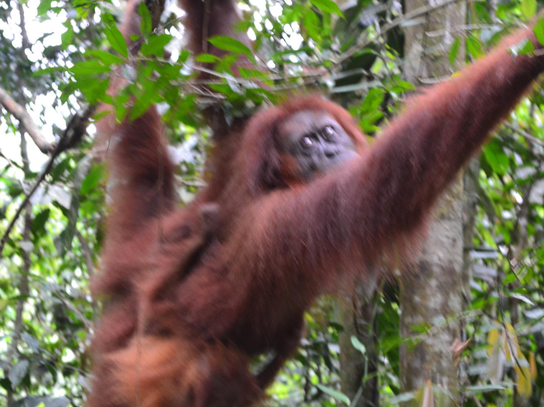 The Bohorok Orangutan Centre at Bukit Lawang景点图片