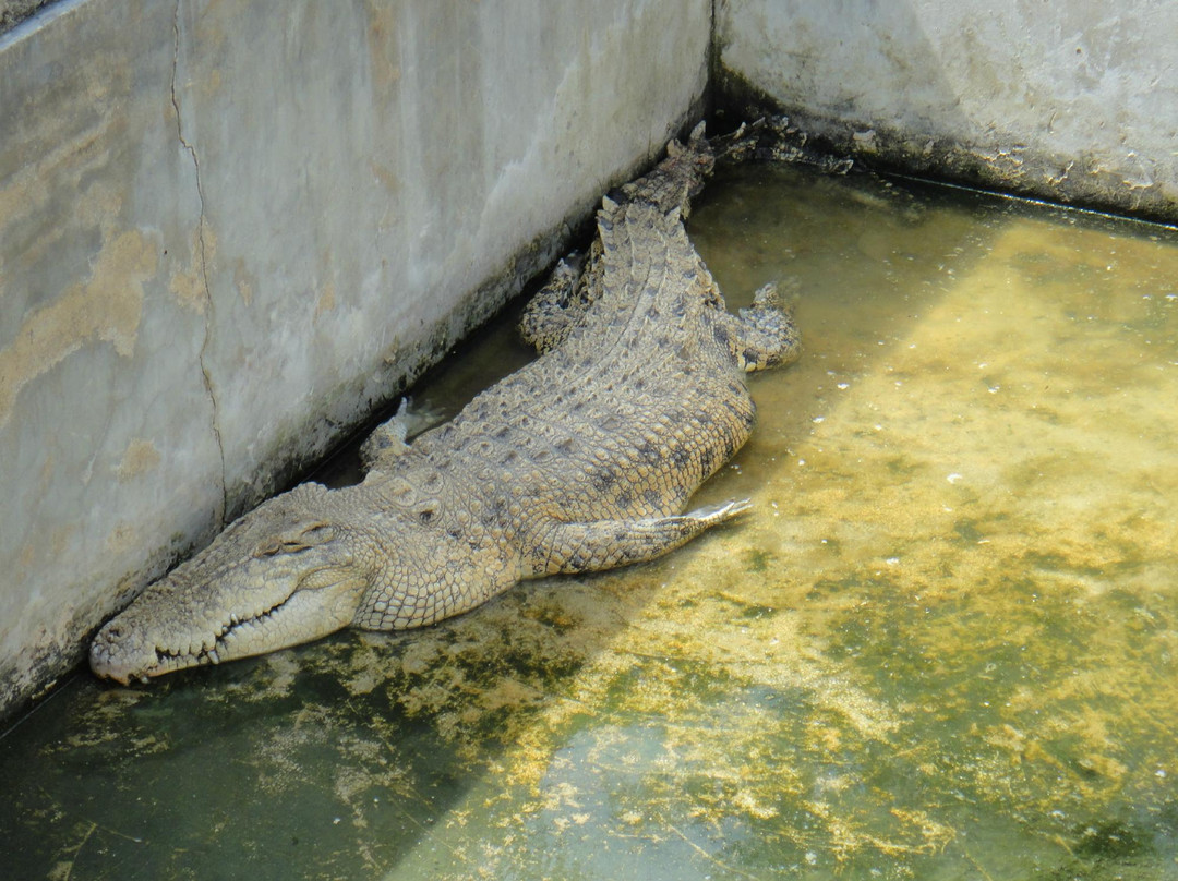 Teluk Sengat Crocodile Farm景点图片