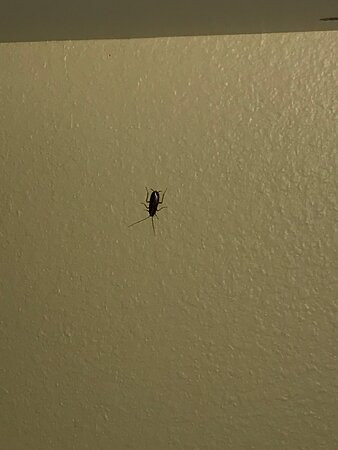 Extended Stay America - Chicago - Midway主图