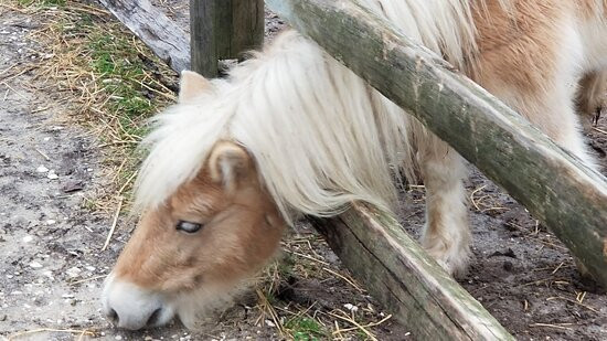 Chincoteague Pony Centre景点图片