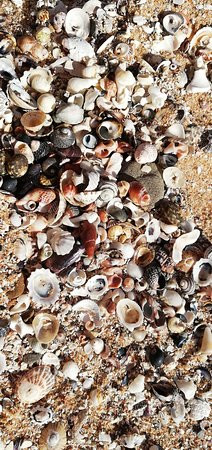 Shelly Beach-Kilcunda必去景点