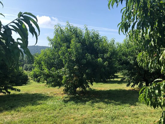 Hartland Family Orchard景点图片