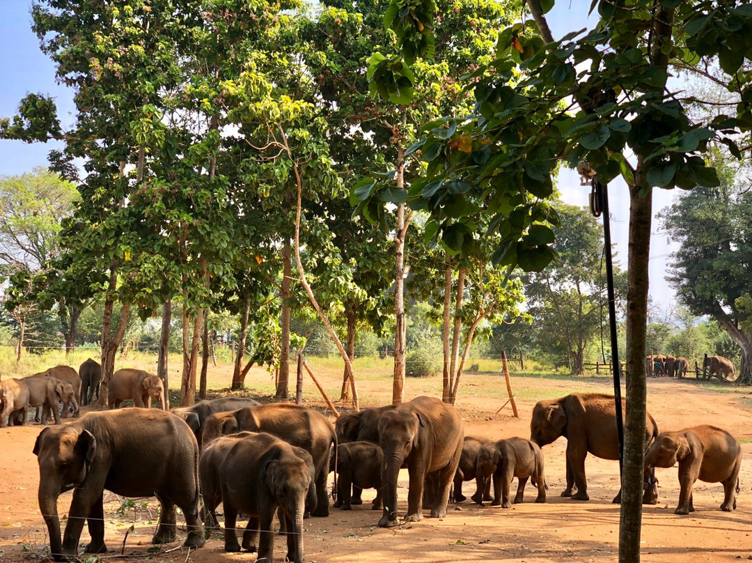 Elephant Transit Home (ETH)景点图片