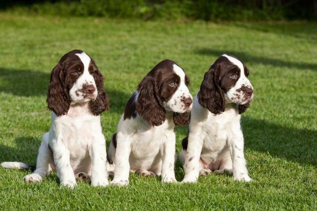 Saint-Eustache旅游景点-Saint-eustache Church