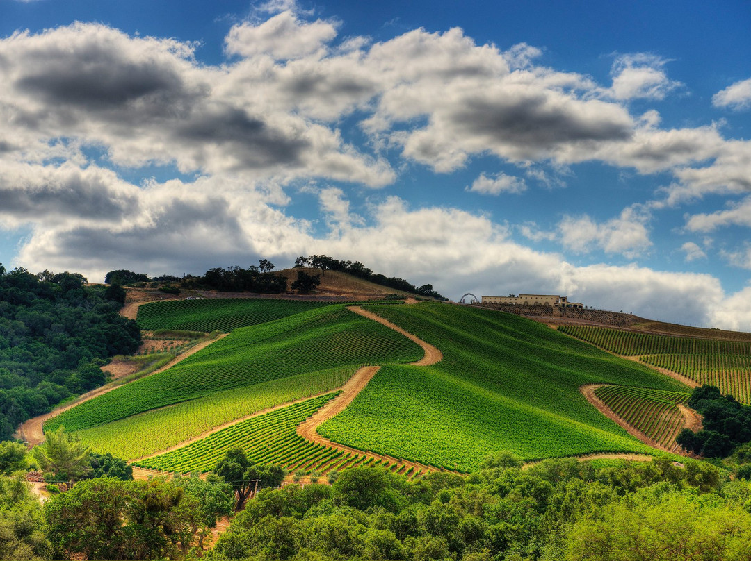 DAOU Vineyards景点图片